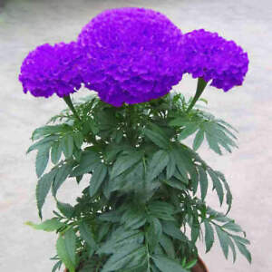 100 Purple Blue Marigold Seeds Home Garden Edible Flower Seed Potted Plant