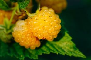 Salmonberry - Fruit bearing shrub - {RUBUS spectabilis} 25+ seeds Free Shipping!