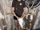 Giant Wild Mule Deer Antlers 175 Inch Fake Skull