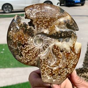 1.59LB Rare! Natural Tentacle Ammonite FossilSpecimen Shell Healing Madagascar