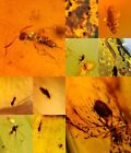 10 pieces authentic Burmite Myanmar Amber insect fossil dinosaur age 4.25-13