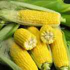 100 Sweet Golden Bantam Corn Seeds! Non GMO. Fresh Garden Seeds . Planting