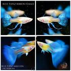 1 TRIO - Live Aquarium Guppy Fish High Quality - Albino Blue Topaz Ribbon