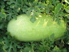 Charleston Gray Watermelon Seeds, NON-GMO, Huge 35-50 lbs, FREE SHIP