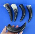New Listing5 pc lot of 6 to 8 inch Polished Cattle/Buffalo horns  taxidermy #47845