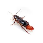 (Adult Females) Red Runner Roaches / Turkestan Lateralis / Live Feeder Insects
