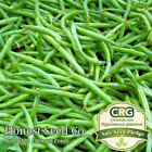 Top Crop Bush Bean Seeds | Non-GMO | Heirloom | Fresh Garden Seeds USA