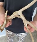 HOLE IN THE ANTLER Whitetail Deer Shed Antler, Fresh Canadian Brown 4 Point Buck