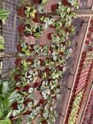 New ListingHarmony Foliage Watermelon Peperomia in 4 inch pots 30-Pack Bulk Wholesale Plant
