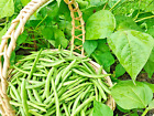 100 GREEN BEAN SEEDS, BULK Jade Bush Bean for Planting, USA Seller FREE SHIPPING