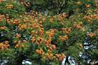 Colvillea racemosa | Colville's Glory Tree | Whip Tree | 20 Seeds
