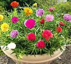 Moss Rose Seeds for Planting - ‘Portulaca Grandiflora’ Flowers for Bonsai Garden