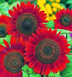 Sunflower Seeds- Vibrant Red Velvet Queen, Heirloom, Free Shipping!