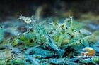 20+2 Blue Jelly - Freshwater Neocaridina Aquarium Shrimp. Live Guarantee