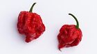 40 Fresh World's Hottest Rare Carolina Reaper Premium Pepper Seeds Hot