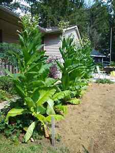 2,000 Tobacco Seeds - MICHIGAN GROWN! Organic, Heirloom, non-GMO