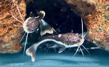 Redtail Catfish / Phractocephalus hemioliopterus - Live Freshwater Fish
