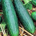 Spacemaster 80 Cucumber Seeds | NON-GMO | Heirloom | Fresh Garden Seeds