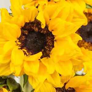 25+ Frilly Sunflower Yellow non-gmo flower garden plant seeds Ornamental Rare