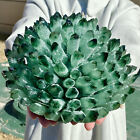 11.83LB Natural green Crystal Cluster&Flower Shape Mineral Specimen healing
