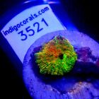 Green with Red Pimples Discosoma Mushroom Coral WYSIWYG IC 3521 - Indigo Corals