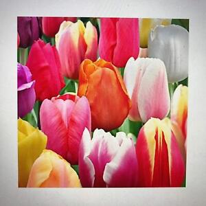 100 Landscape Mixture Tulip Bulbs - Tulipa Triumph