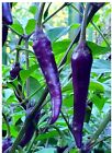 PURPLE CAYENNE PEPPER SEEDS | 40+ Seeds |  rare |HOT & SPICY | NON-GMO |