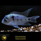 Vieja argentea  - Silver Cichlid - Live Fish (3
