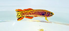 Fundulopanchax Gardneri Gold Killifish 1 Male / 2 Female Trio