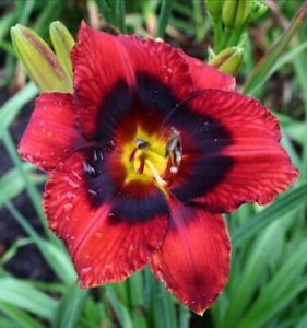 VELVET EYES     Daylilies 2 fans Return and multiply yearly World's Finest